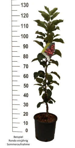 Säulenapfel `Rondo´ Malus Domestica `Rondo´ 14 Säulenapfel `Rondo´ Malus Domestica `Rondo´ -Pflanzenladen Rondo einj hrig weiss