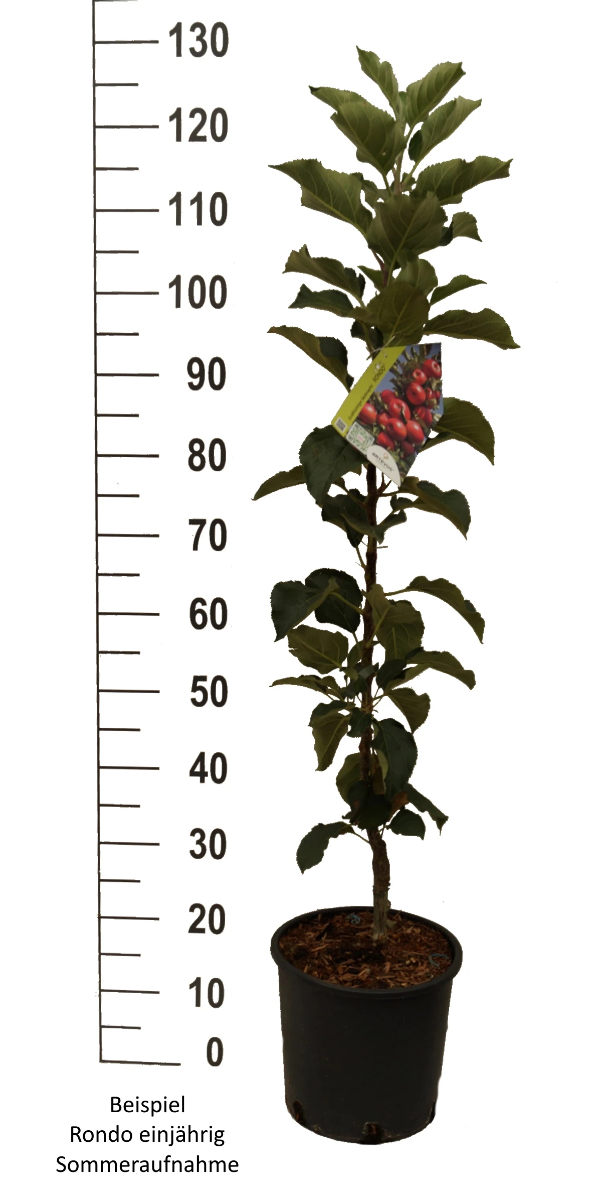 Säulenapfel `Rondo´ Malus Domestica `Rondo´ 8 Säulenapfel `Rondo´ Malus Domestica `Rondo´ – Bild 6