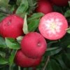 Rosette® Malus Domestica 1 Rosette® Malus Domestica -Pflanzenladen Rosette