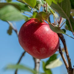 Rosette® Malus Domestica 13 Rosette® Malus Domestica -Pflanzenladen Rosette 2