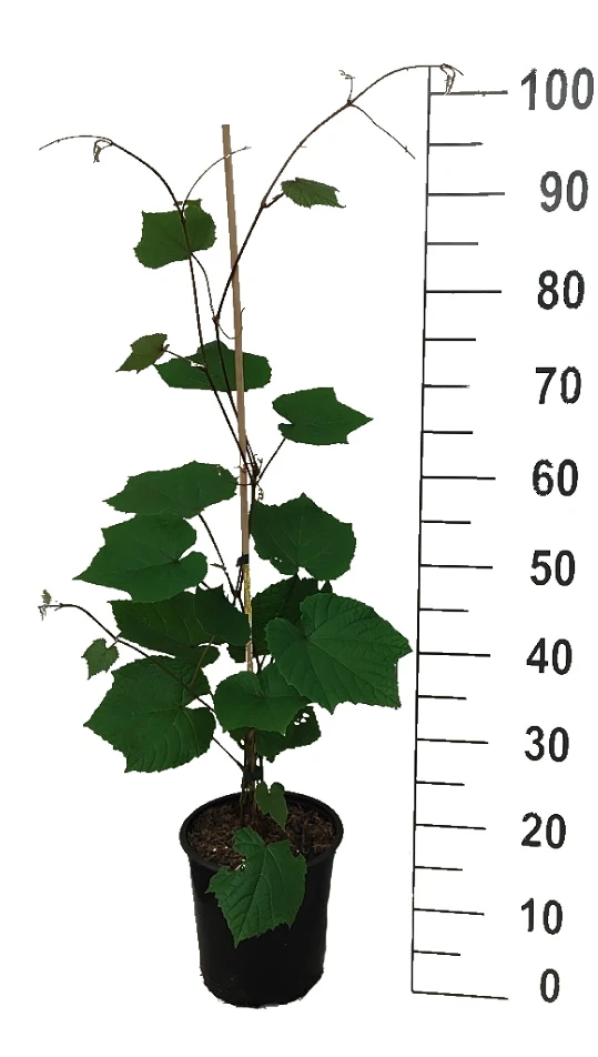 Rostrote Weinrebe / Scharlachwein Vitis Coignetiae 4 Rostrote Weinrebe / Scharlachwein Vitis Coignetiae – Bild 2