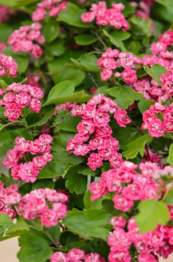 Rotdorn `Pauls Scarlet´ Crataegus Laevigata `Pauls Scarlet´ 8 Rotdorn `Pauls Scarlet´ Crataegus Laevigata `Pauls Scarlet´ -Pflanzenladen Rotdorn 2