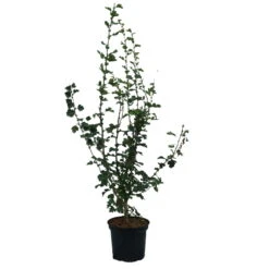 Rotdorn `Pauls Scarlet´ Crataegus Laevigata `Pauls Scarlet´ 11 Rotdorn `Pauls Scarlet´ Crataegus Laevigata `Pauls Scarlet´ -Pflanzenladen Rotdorn Pauls Scarlet