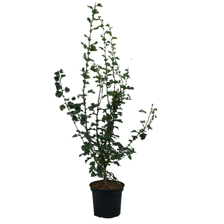 Rotdorn `Pauls Scarlet´ Crataegus Laevigata `Pauls Scarlet´ 7 Rotdorn `Pauls Scarlet´ Crataegus Laevigata `Pauls Scarlet´ – Bild 5