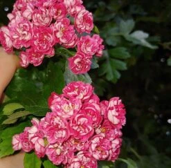 Rotdorn `Pauls Scarlet´ Crataegus Laevigata `Pauls Scarlet´ 10 Rotdorn `Pauls Scarlet´ Crataegus Laevigata `Pauls Scarlet´ -Pflanzenladen Rotdorn bl te