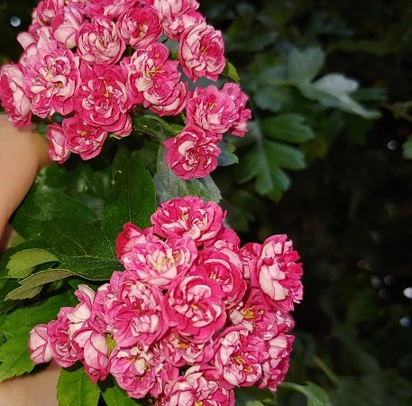 Rotdorn `Pauls Scarlet´ Crataegus Laevigata `Pauls Scarlet´ 6 Rotdorn `Pauls Scarlet´ Crataegus Laevigata `Pauls Scarlet´ – Bild 4