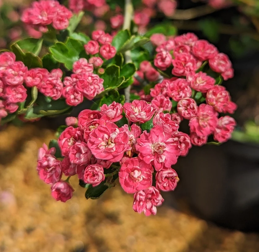 Rotdorn `Pauls Scarlet´ Crataegus Laevigata `Pauls Scarlet´ 3 Rotdorn `Pauls Scarlet´ Crataegus Laevigata `Pauls Scarlet´
