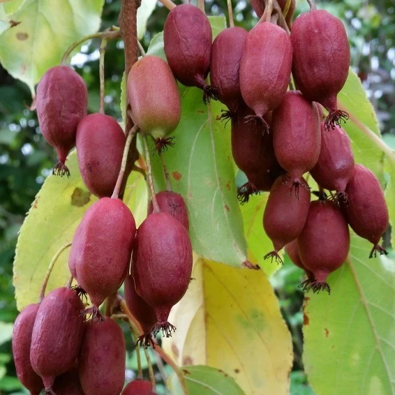 Bayernkiwi `Ken´s Red´ (rote Frucht) Actinidia Arguta `Ken´s Red´ 3 Bayernkiwi `Ken´s Red´ (rote Frucht) Actinidia Arguta `Ken´s Red´