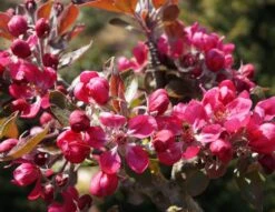 Rotfleischiger Apfel Malus Domestica 10 Rotfleischiger Apfel Malus Domestica -Pflanzenladen Rotfleischiger Apfel