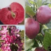 Rotfleischiger Apfel Malus Domestica -Pflanzenladen Rotflischiger Apfel collage