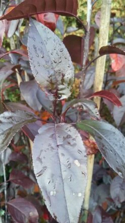 Zierapfel Royalty Malus `Royalty´ 8 Zierapfel Royalty Malus `Royalty´ -Pflanzenladen Royalty