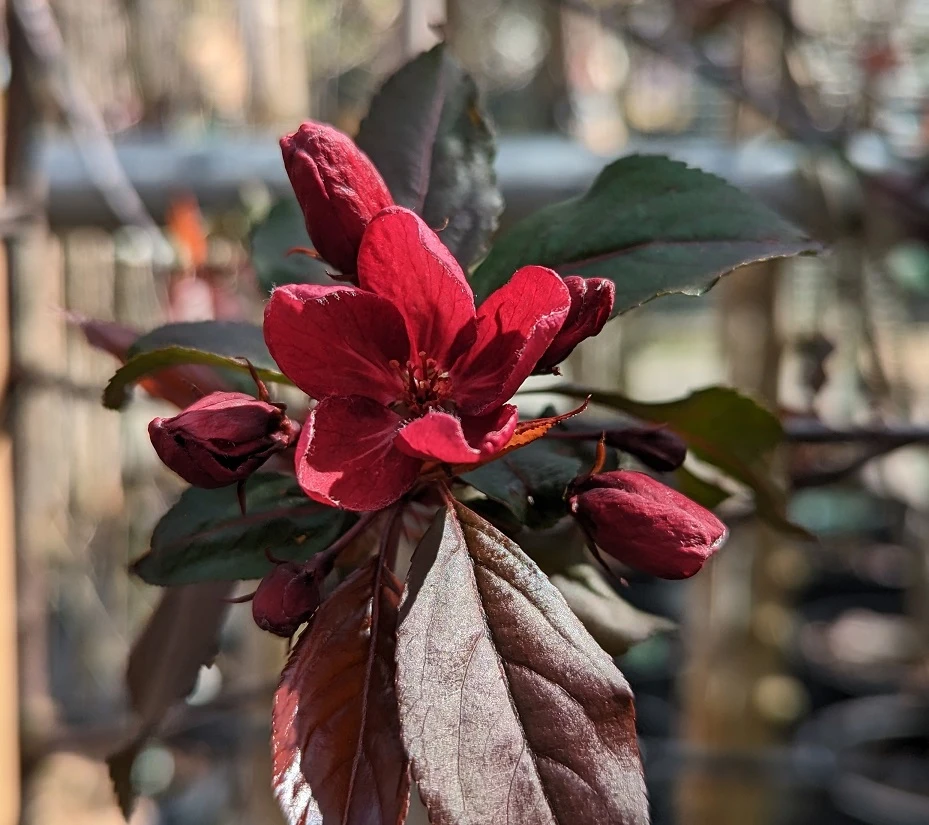 Zierapfel Royalty Malus `Royalty´ 4 Zierapfel Royalty Malus `Royalty´ – Bild 2