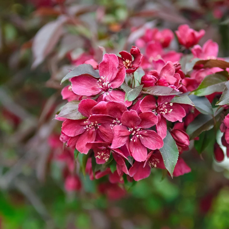 Zierapfel Royalty Malus `Royalty´ 3 Zierapfel Royalty Malus `Royalty´