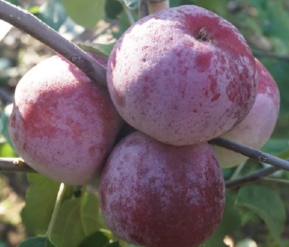Russinka Malus Domestica `Russinka´ 3 Russinka Malus Domestica `Russinka´