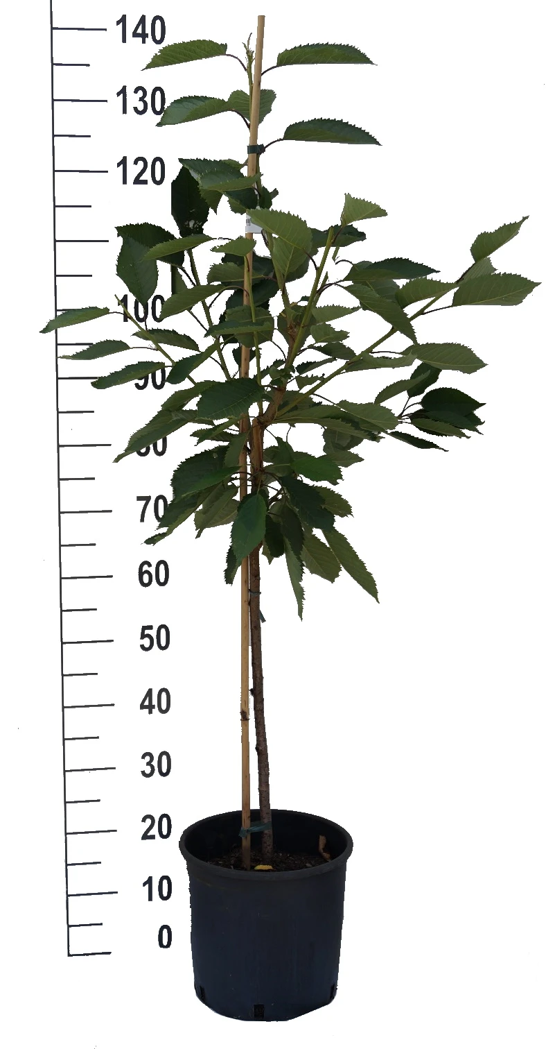 Stella - Selbstfruchtbar Prunus Avium `Stella´ 6 Stella - Selbstfruchtbar Prunus Avium `Stella´ – Bild 4