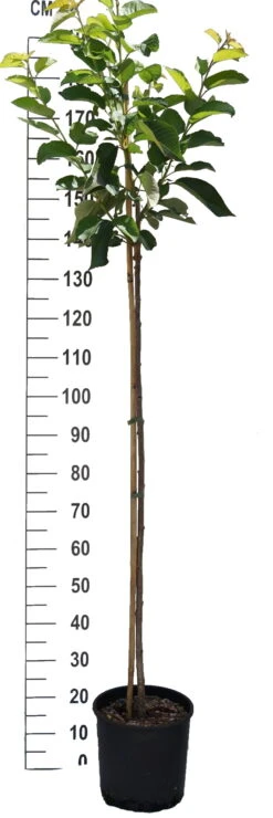 Große Prinzessin / Napoleon Prunus Avium `Große Prinzessin´ 9 Große Prinzessin / Napoleon Prunus Avium `Große Prinzessin´ -Pflanzenladen S sskirsche Beispiel Halbstamm97whRy8s072Fz