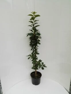 Säulensauerkirsche `Jachim´ Prunus Cerasus `Jachim´ 10 Säulensauerkirsche `Jachim´ Prunus Cerasus `Jachim´ -Pflanzenladen S ulensauerkirsche