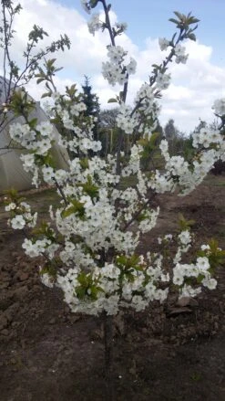 Safir ® Prunus Cerasus `Safir´ -Pflanzenladen Safir Saphir Bl te