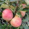 Zwergapfel Maloni® `Sally´® Malus Domestica `Sally´ 1 Zwergapfel Maloni® `Sally´® Malus Domestica `Sally´ -Pflanzenladen Sally Frucht
