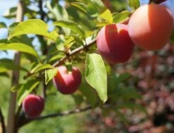 Santa Rosa Japanische Pflaume Prunus Salicina `Santa Rosa´ 9 Santa Rosa Japanische Pflaume Prunus Salicina `Santa Rosa´ -Pflanzenladen Santa Rosa Frucht im Juli