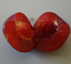 Santa Rosa Japanische Pflaume Prunus Salicina `Santa Rosa´ 11 Santa Rosa Japanische Pflaume Prunus Salicina `Santa Rosa´ -Pflanzenladen Santa rosa fruchtfleisch