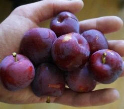 Santa Rosa Japanische Pflaume Prunus Salicina `Santa Rosa´ 10 Santa Rosa Japanische Pflaume Prunus Salicina `Santa Rosa´ -Pflanzenladen Santa rosa45