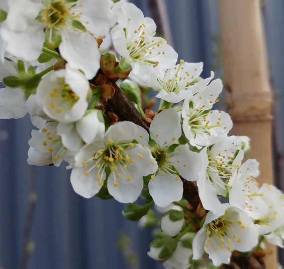 Santa Rosa Japanische Pflaume Prunus Salicina `Santa Rosa´ 4 Santa Rosa Japanische Pflaume Prunus Salicina `Santa Rosa´ – Bild 2