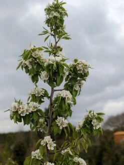 Säulenbirne `Saphira´ 150-175cm (zweijährig) Pyrus Communis `Saphira´ 7 Säulenbirne `Saphira´ 150-175cm (zweijährig) Pyrus Communis `Saphira´ -Pflanzenladen Saphira Bl te2