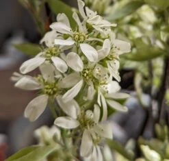 Pflanzenladen -Pflanzenladen Saskatoon BerryNOyShINkSeAar