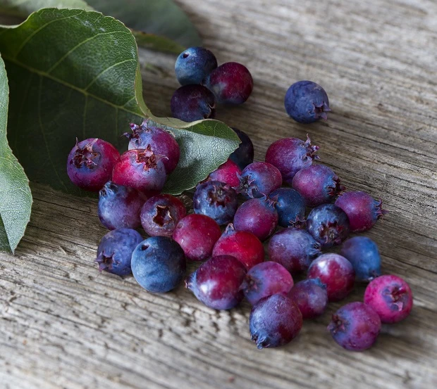 Saskatoon Berry Amelanchier Alnifolia `Saskatoon Berry´ 3 Saskatoon Berry Amelanchier Alnifolia `Saskatoon Berry´
