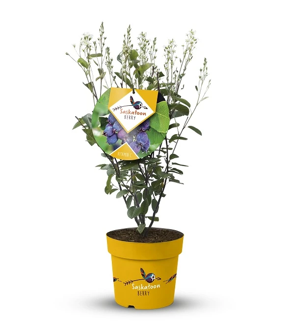 Saskatoon Berry Amelanchier Alnifolia `Saskatoon Berry´ 4 Saskatoon Berry Amelanchier Alnifolia `Saskatoon Berry´ – Bild 2