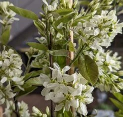 Saskatoon Berry Amelanchier Alnifolia `Saskatoon Berry´ 11 Saskatoon Berry Amelanchier Alnifolia `Saskatoon Berry´ -Pflanzenladen Saskatoon berry Bl te