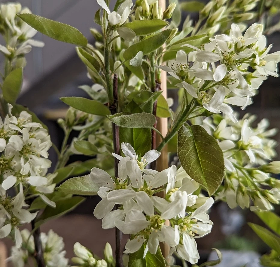 Saskatoon Berry Amelanchier Alnifolia `Saskatoon Berry´ 7 Saskatoon Berry Amelanchier Alnifolia `Saskatoon Berry´ – Bild 5