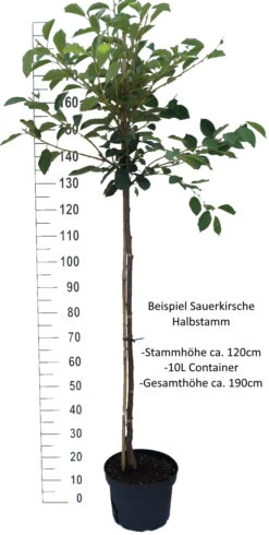 Morina ® Prunus Cerasus `Morina´ 9 Morina ® Prunus Cerasus `Morina´ -Pflanzenladen Sauerkirsche Beispiel HalbstammZsvXTaWPnPxVI