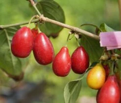 Großfrüchtige Kornelkirsche `Schönbrunner Gourmet Dirndl´ Cornus Mas `Schönbrunner Gourmetdirndl´