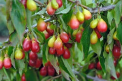 Pflanzenladen -Pflanzenladen Sch nbrunner Gourmet Dirndl