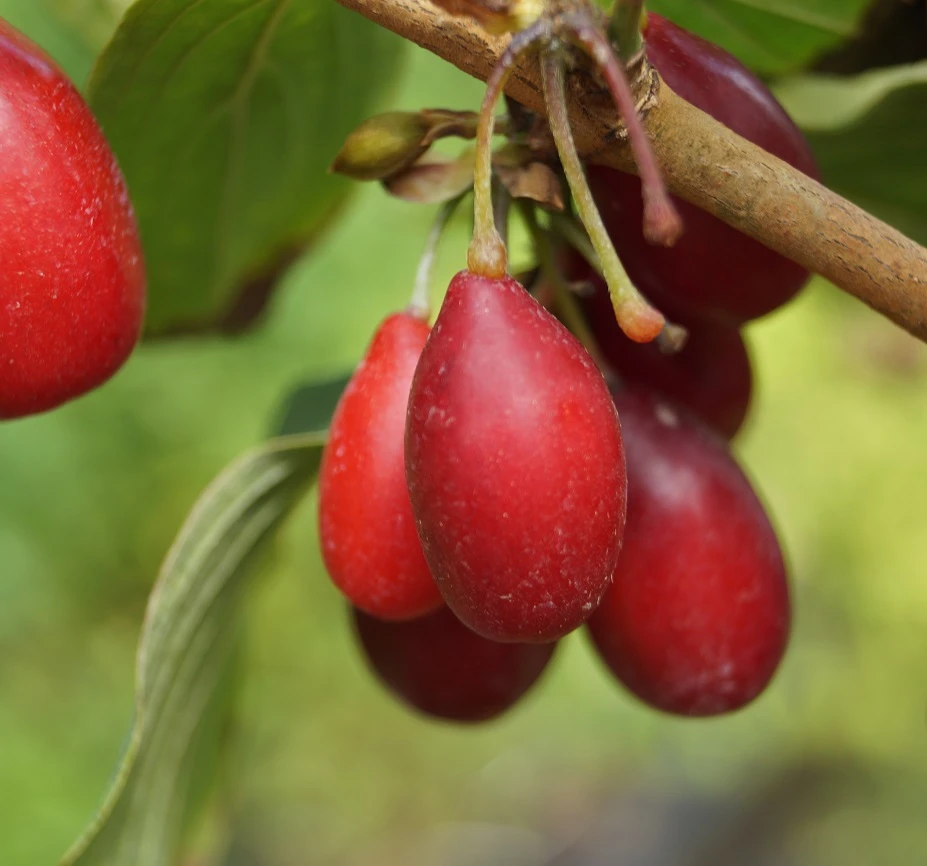 Großfrüchtige Kornelkirsche `Schönbrunner Gourmet Dirndl´ Cornus Mas `Schönbrunner Gourmetdirndl´ 7 Großfrüchtige Kornelkirsche `Schönbrunner Gourmet Dirndl´ Cornus Mas `Schönbrunner Gourmetdirndl´ – Bild 5