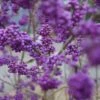 Schönfrucht, Liebesperlenstrauch Callicarpa Bodinieri `Profusion´ 1 Schönfrucht, Liebesperlenstrauch Callicarpa Bodinieri `Profusion´ -Pflanzenladen Sch nfrucht Liebesperlenstrauch 22