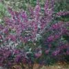 Schönfrucht `Pearl Glam´ Callicarpa 1 Schönfrucht `Pearl Glam´ Callicarpa -Pflanzenladen Sch nfrucht pearl glem