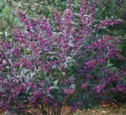 Schönfrucht `Pearl Glam´ Callicarpa