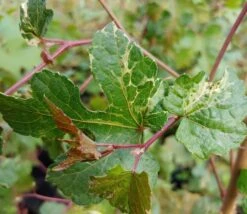 Porzellanbeere / Scheinrebe `Elegans´ Ampelopsis Brevipedunculata `Elegans´ 7 Porzellanbeere / Scheinrebe `Elegans´ Ampelopsis Brevipedunculata `Elegans´ -Pflanzenladen Scheinrebe Amelopsis