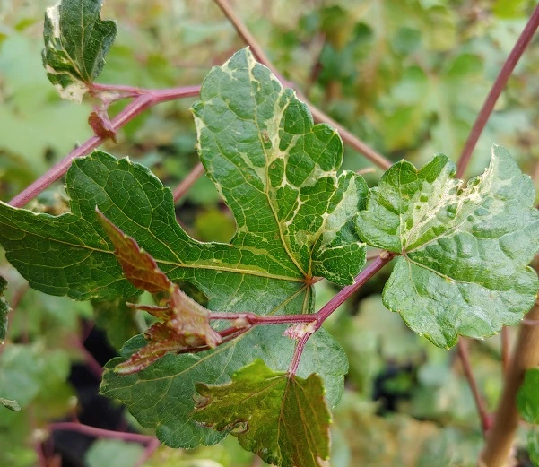 Porzellanbeere / Scheinrebe `Elegans´ Ampelopsis Brevipedunculata `Elegans´ 4 Porzellanbeere / Scheinrebe `Elegans´ Ampelopsis Brevipedunculata `Elegans´ – Bild 3