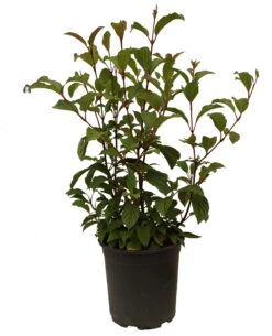 Duftender Winterschneeball `Dawn´ Viburnum Bodnantense `Dawn´ 13 Duftender Winterschneeball `Dawn´ Viburnum Bodnantense `Dawn´ -Pflanzenladen Schneeball Dawn weiss