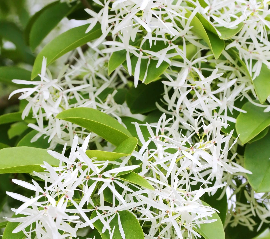 Schneeflockenstrauch Chionanthus Retusus 3 Schneeflockenstrauch Chionanthus Retusus