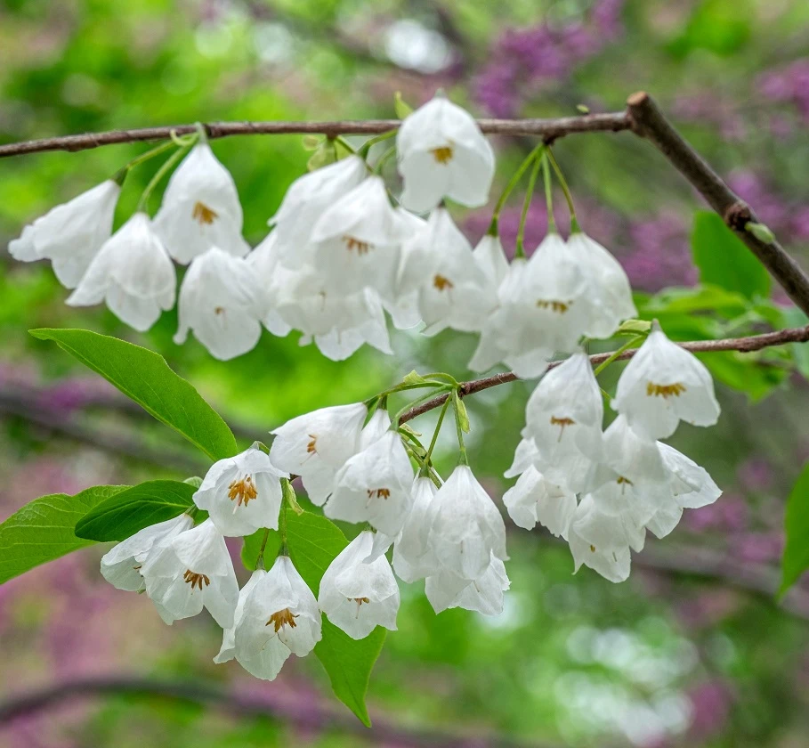 Schneeglöckchenbaum Halesia Carolina 3 Schneeglöckchenbaum Halesia Carolina