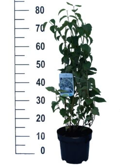 Bauern-Jasmin `Schneesturm´ Philadelphus Coronarius `Schneesturm´ -Pflanzenladen Schneesturm