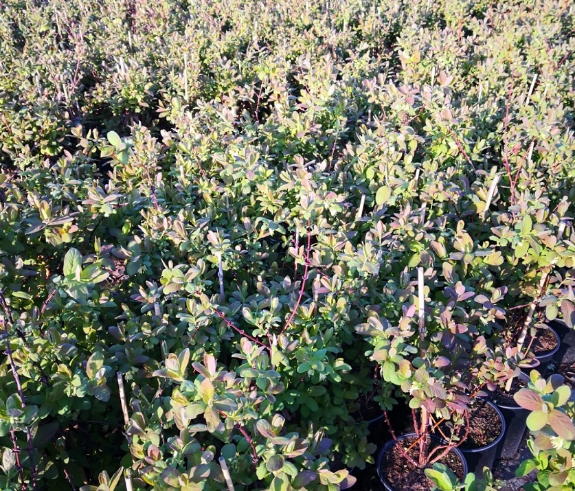 Sibirische Blaubeere / Honigbeere `Zojka Lonicera Kamtschatica `Zojka´ 4 Sibirische Blaubeere / Honigbeere `Zojka Lonicera Kamtschatica `Zojka´ – Bild 2