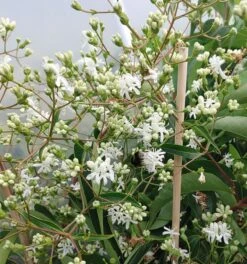 Sieben-Söhne-des-Himmels-Strauch Heptacodium Miconioides 19 Sieben-Söhne-des-Himmels-Strauch Heptacodium Miconioides -Pflanzenladen Sieben S hne