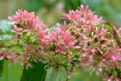 Sieben-Söhne-des-Himmels-Strauch Heptacodium Miconioides 15 Sieben-Söhne-des-Himmels-Strauch Heptacodium Miconioides -Pflanzenladen Sieben S hne Fruchtstand