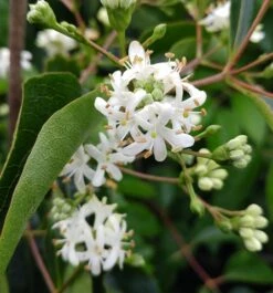 Sieben-Söhne-des-Himmels-Strauch Heptacodium Miconioides 17 Sieben-Söhne-des-Himmels-Strauch Heptacodium Miconioides -Pflanzenladen Sieben S hne des Himmels